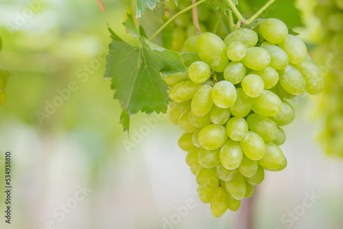 bunch of white grapes on the grapevine Sweet fruit, blurred background.