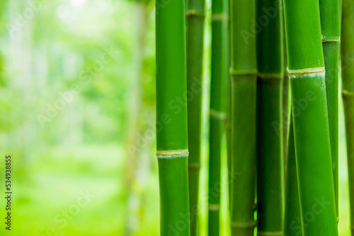 bamboo forest, photo for background Fresh nature and spa concept