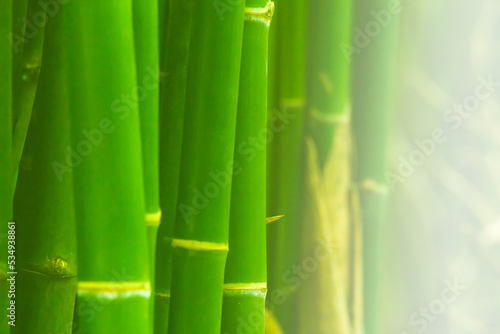beautiful green bamboo trunk for making background There is a space for entering text messages.