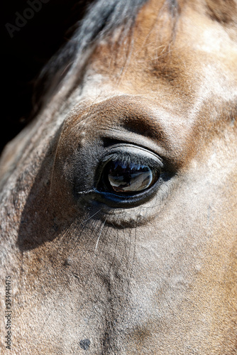 Auge eines Pferdes, Detail, Baden-Württemberg, Deutschland ©  Egon Boemsch