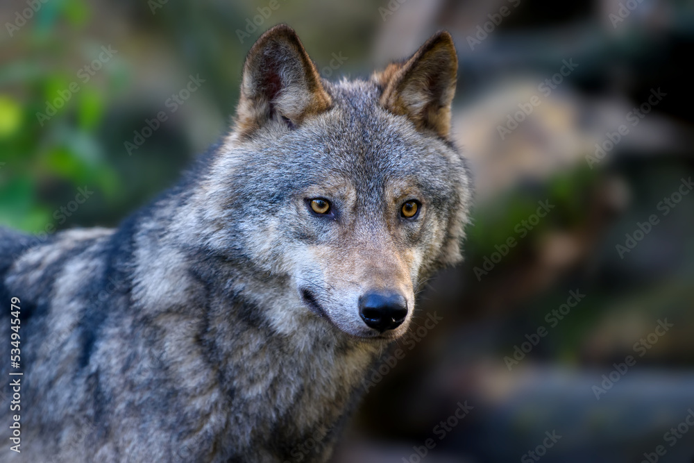Wolf in autumn forest. Wildlife scene from nature. Animal in the natural habitat Wolf in autumn forest. Wildlife scene from nature. Animal in the natural habitat
