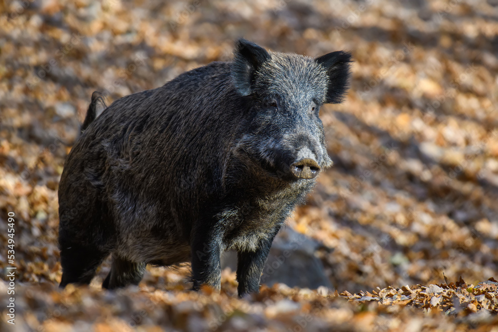 Two wild boar in autumn forest. Wildlife scene from nature Two wild boar in autumn forest. Wildlife scene from nature