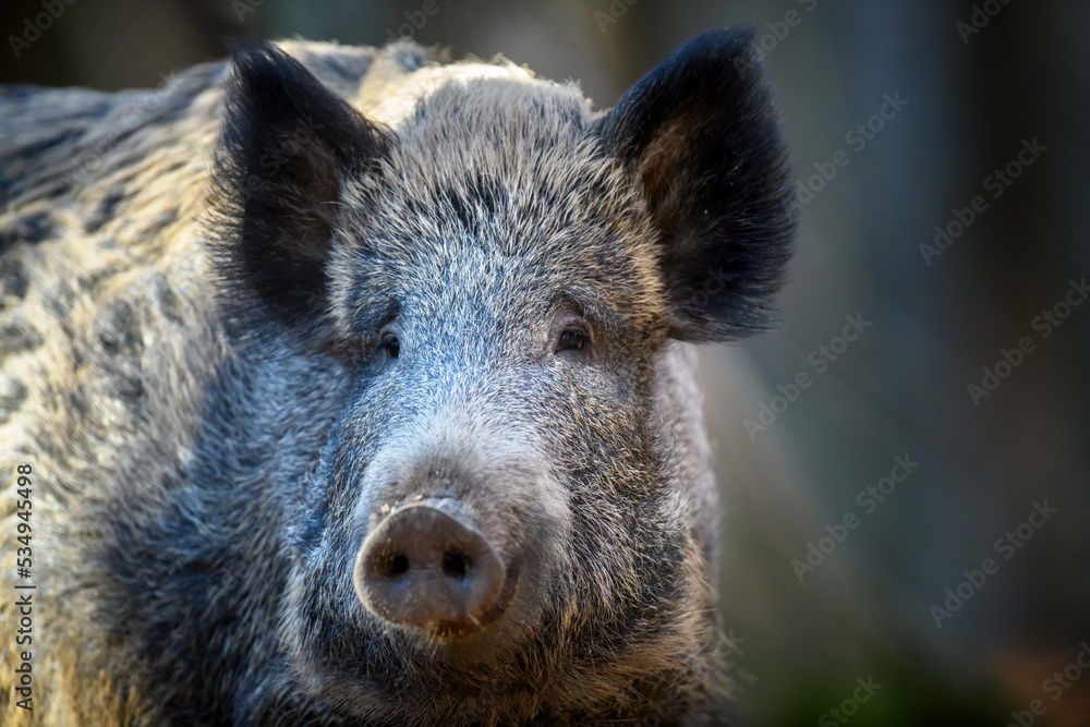 Two wild boar in autumn forest. Wildlife scene from nature Two wild boar in autumn forest. Wildlife scene from nature