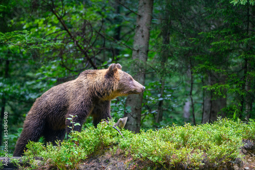 Wild Brown Bear (Ursus Arctos) in the summer forest. Animal in natural habitat