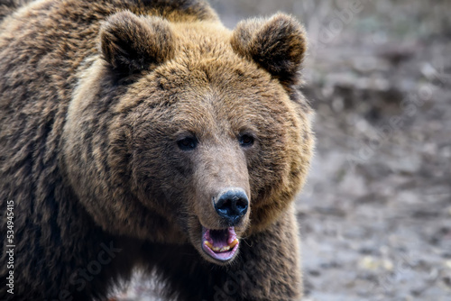 Wild Brown Bear (Ursus Arctos) portrait in the forest. Animal in natural habitat © byrdyak
