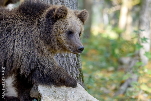 Wallpaper Mural Wild Brown Bear (Ursus Arctos) portrait in the forest. Animal in natural habitat Torontodigital.ca