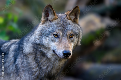 Wolf in autumn forest. Wildlife scene from nature. Animal in the natural habitat