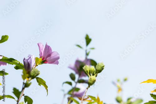  Hibiscus syriacus  Common names include the rose of Sharon.