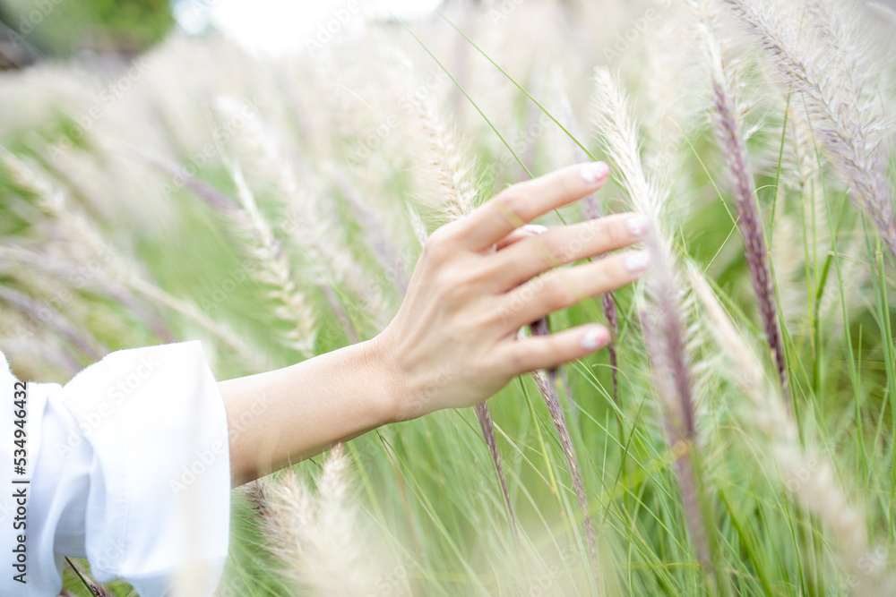 Close up view of beautiful female hand touching fountain grass growing in blooming countryside meadow. women's hand touching and enjoying beauty white and green fountain grass. Nature concept. Close up view of beautiful female hand touching fountain grass growing in blooming countryside meadow. women's hand touching and enjoying beauty white and green fountain grass. Nature concept.