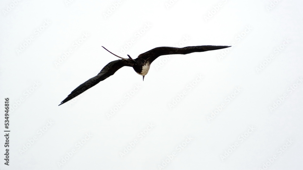 Female magnificent frigatebird (Fregata magnificens) in flight above the beach in Puerto Lopez, Ecuador