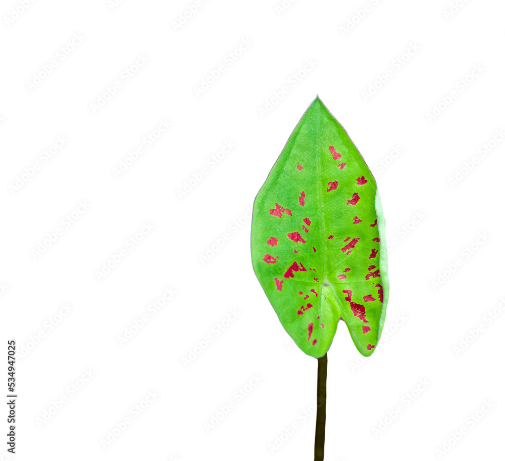 Caladium bicolor with pink leaf and green veins (Florida Sweetheart), Pink Caladium foliage isolated on white background Caladium bicolor with pink leaf and green veins (Florida Sweetheart), Pink Caladium foliage isolated on white background