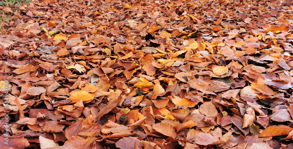 Autumn background photo of layers of dead fallen leaves everywhere on the ground Autumn background photo of layers of dead fallen leaves everywhere on the ground