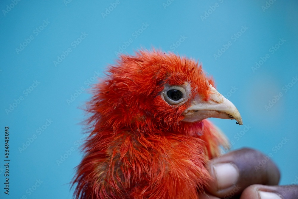 Colorful cute red color baby chick hen kept in a girl hand. Portrait of baby hen holding in hands. Pet chick baby hen.