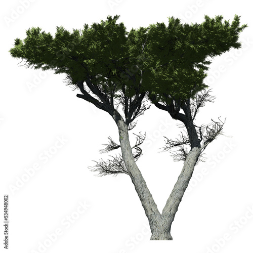 Monterey Cypress Tree - Front View photo