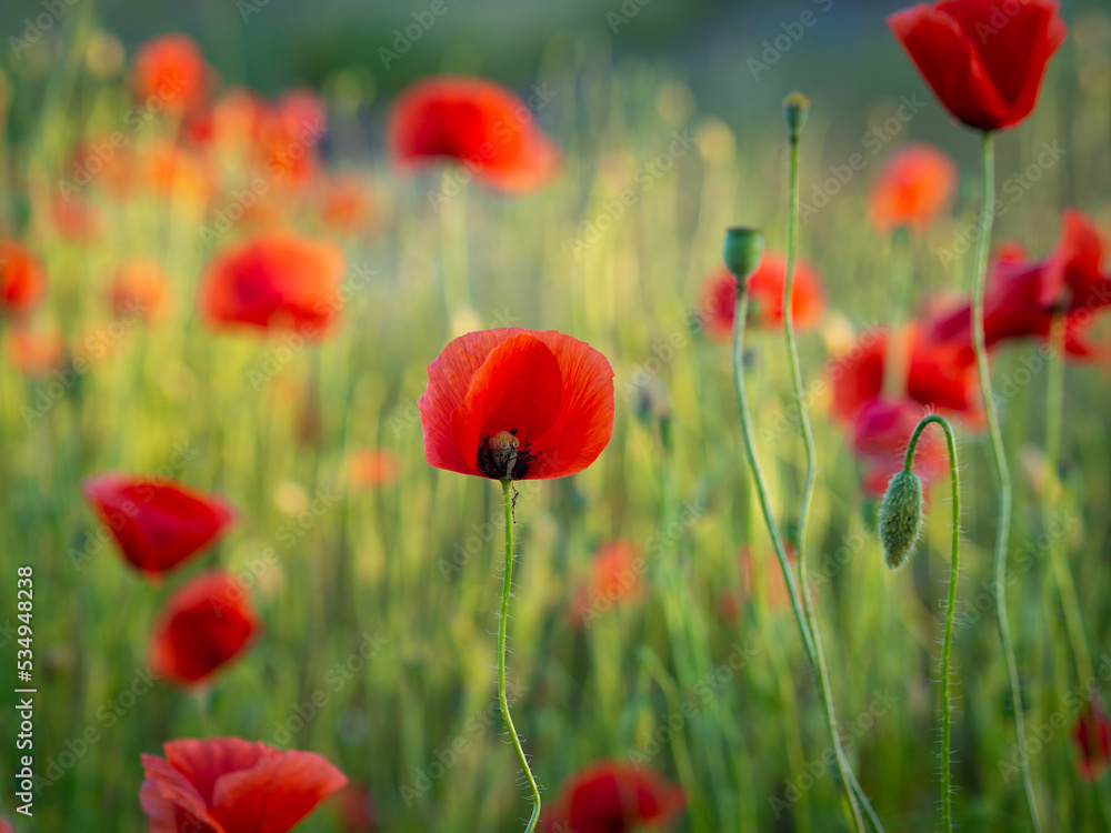 Fototapeta premium maki na polu