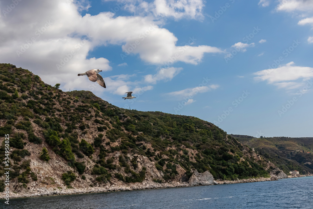 Fototapeta premium White seagull flying along the coastline of peninsula Athos, Chalkidiki, Central Macedonia, Greece, Europe. View on holy Eastern Orthodox terrain of Mount Athos (Again Oros). Freedom bird blue sky