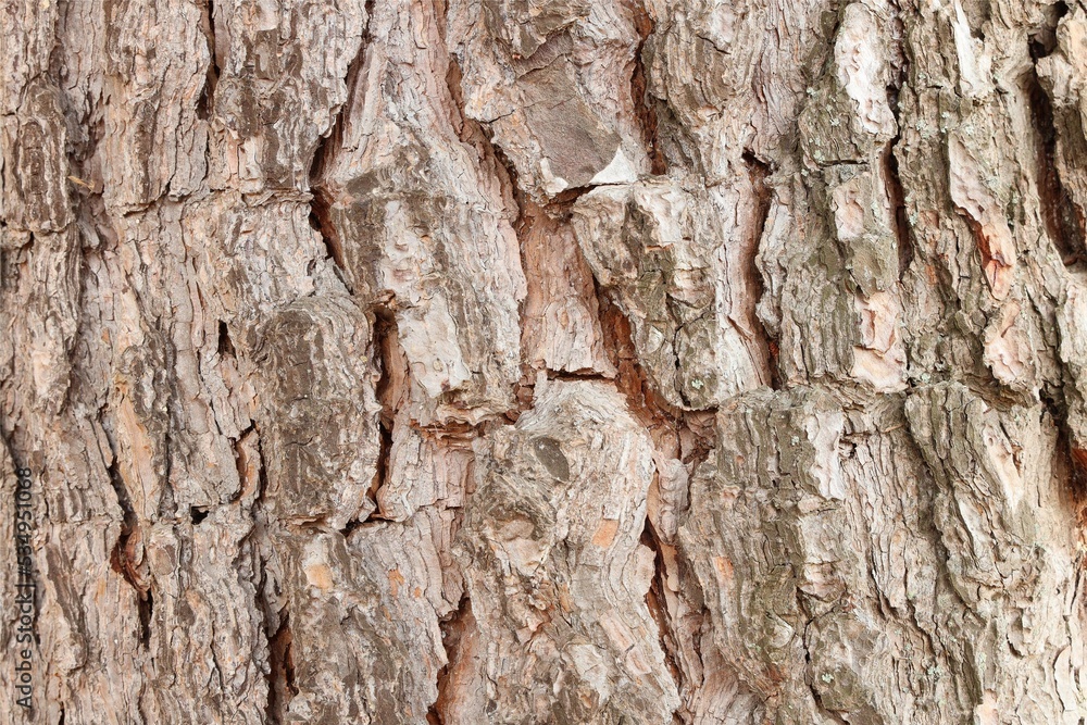 tree bark textures background, top view wooden plank panel tree bark textures background, top view wooden plank panel