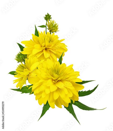 Yellow dissected rudbeckia ...