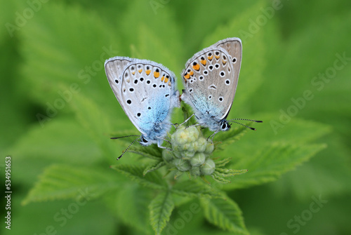 Wallpaper Mural A mating couple of Hatay's beautiful blue (Polyommatus antiochenus) butterfly. Torontodigital.ca