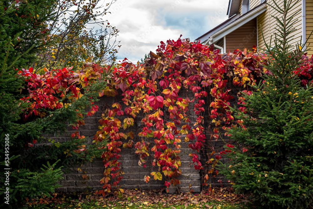 Red and yellow leaves of girlish wild grapes on a stone wall