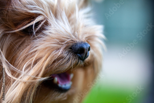 Close-up side view photo of Yorkshire terrier nose.