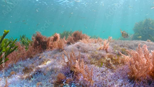 Algae with small fish in the Atlantic ocean, underwater scene, Spain, Galicia photo