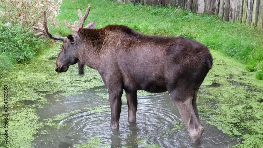 Moose in the natural environment stands in the lake and shakes. Close up video of moose in the forest. 4K resolution. Moose in the natural environment stands in the lake and shakes. Close up video of moose in the forest. 4K resolution.