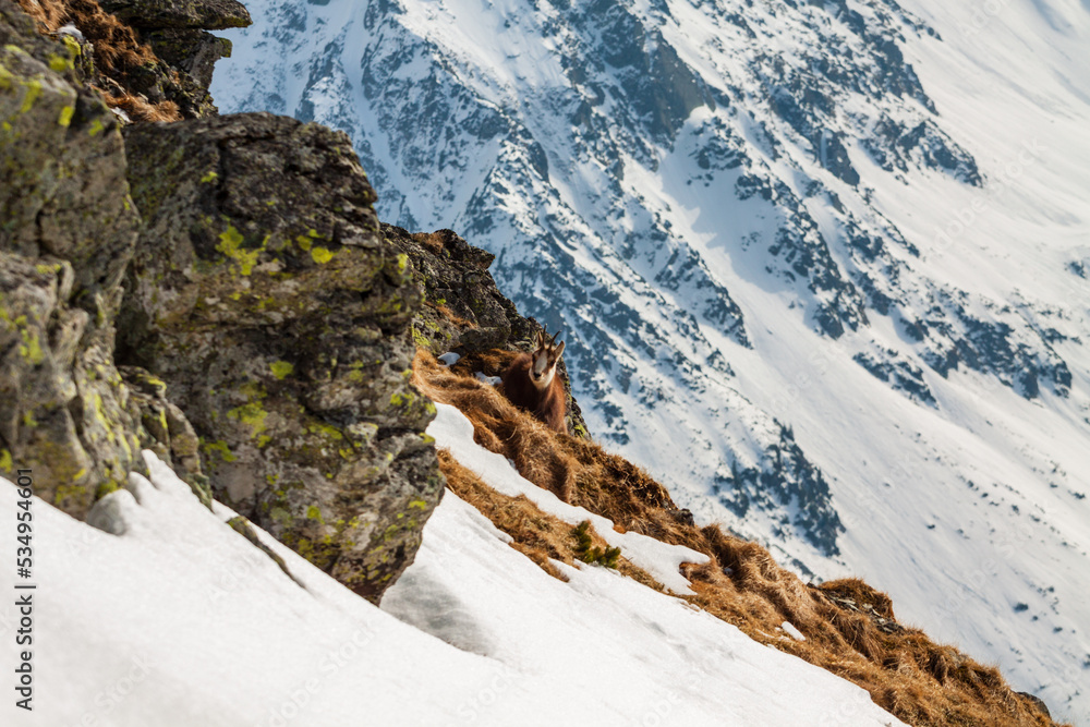 tatry kozica wiosna