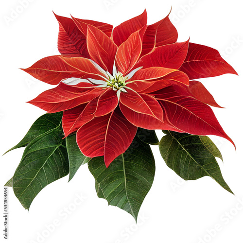 Big red poinsettia flower
