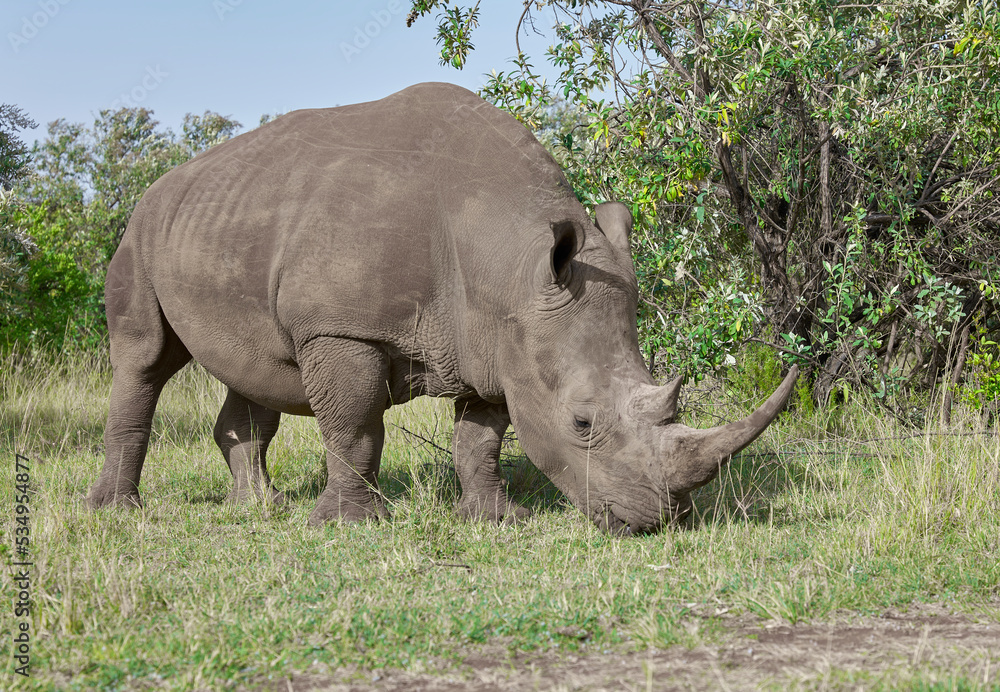 Fototapeta premium white rhino in the wild