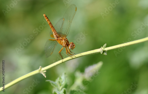 A female Ruddy Marsh Skimmer or Scarlet Skimmer (Crocothemis servilia), is a species of dragonfly of the family Libellulidae.