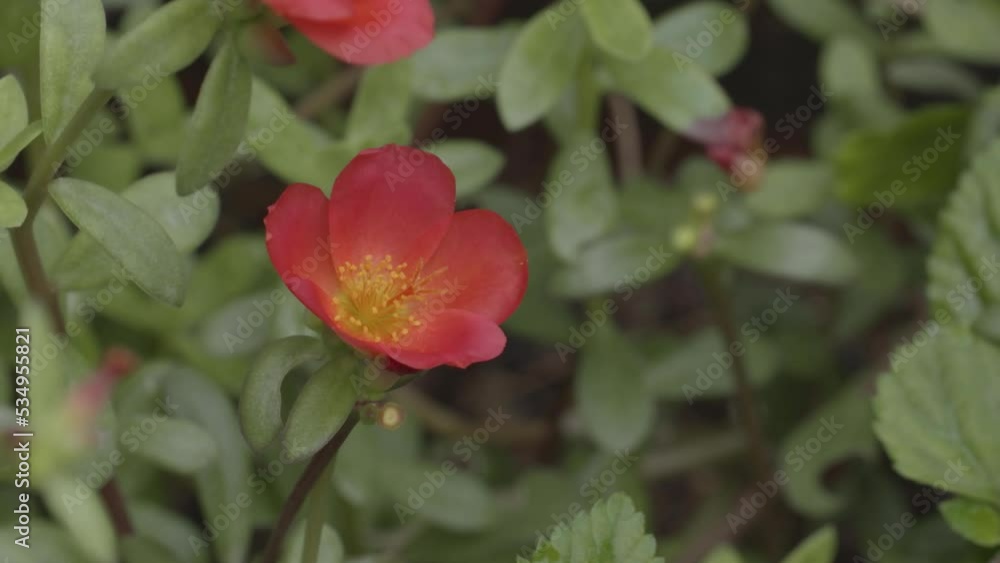 Bees pollinating table rose flower in gardens Bees pollinating table rose flower in gardens