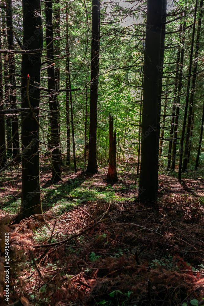 Fototapeta premium forest in the morning