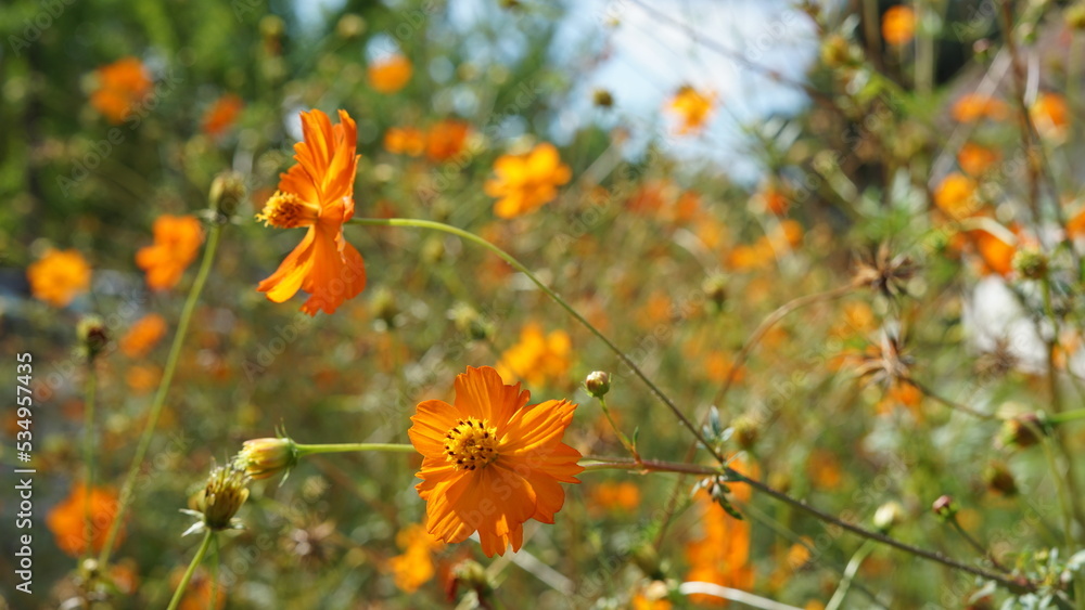 orange flowers in the field