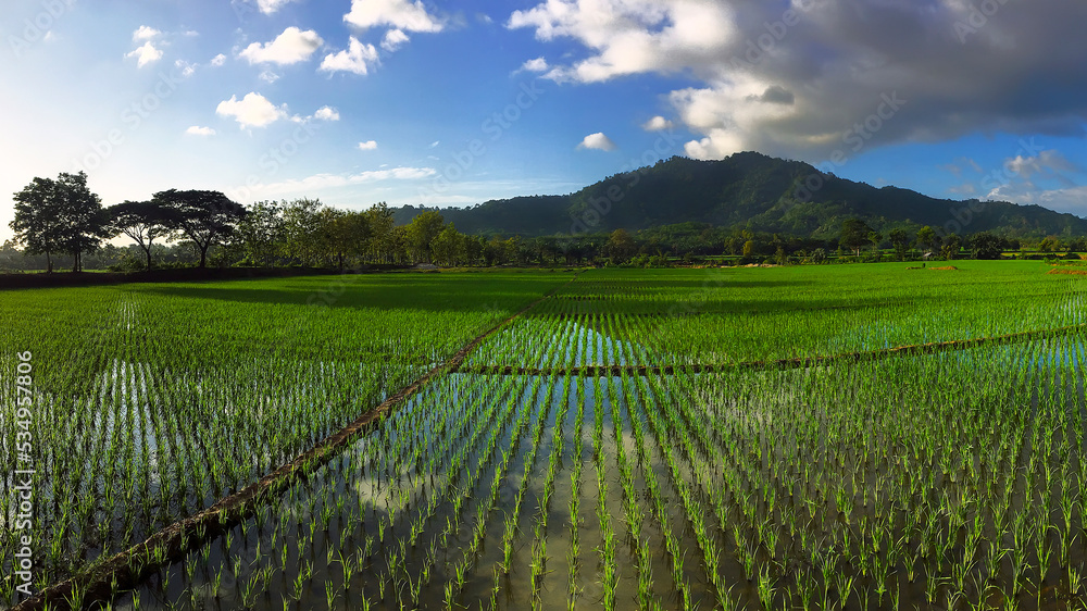 rice fields with green rice plants against the background of mountains and clear blue sky