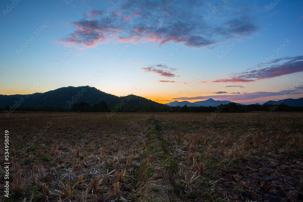 Obraz premium rice fields dry up after harvest with beautiful mountains and sunset in the background