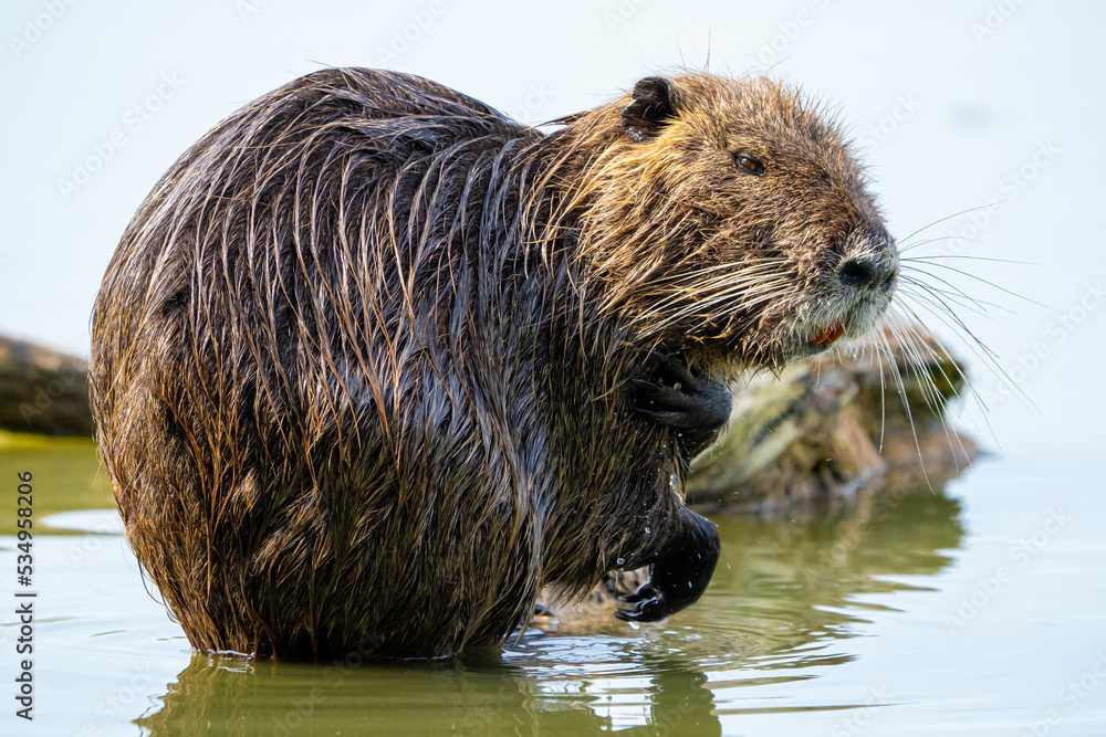 The Nutria