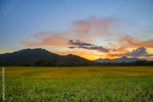 stunning sunset over the rice fields with mountains and green and yellow rice in the background