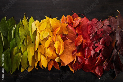 Rainbow of colorful autumnal leaves on wooden background photo