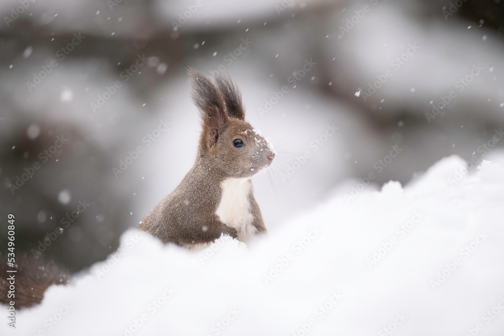 雪の中のエゾリス