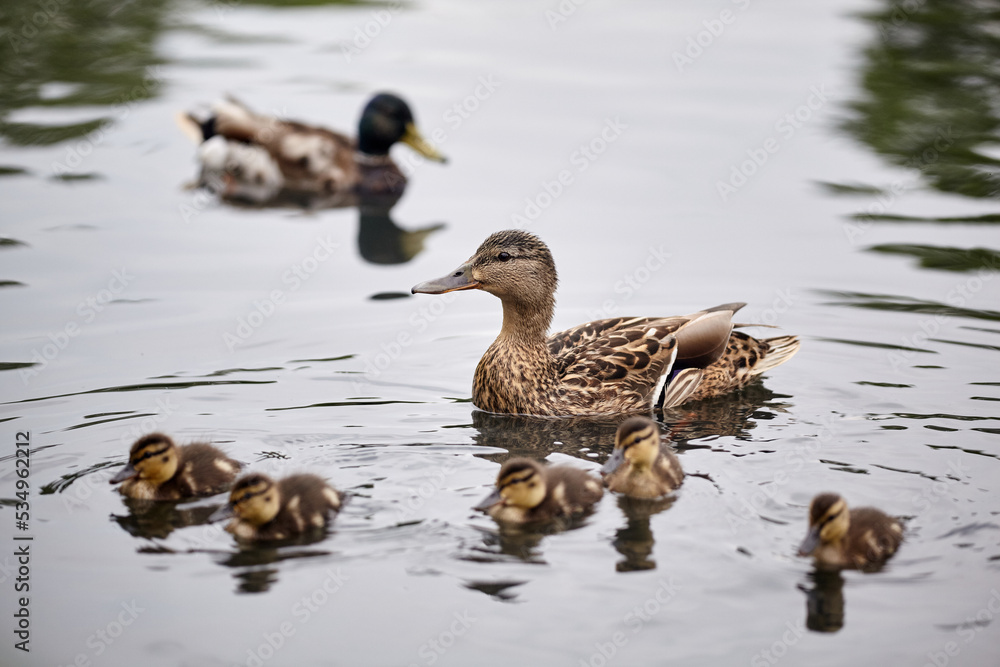 Mother duck swimming with newly hatched baby ducks. Duck on the water. Mother duck swimming with newly hatched baby ducks. Duck on the water.