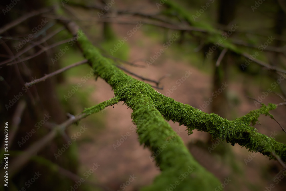 Foliose Lichen on fir branch