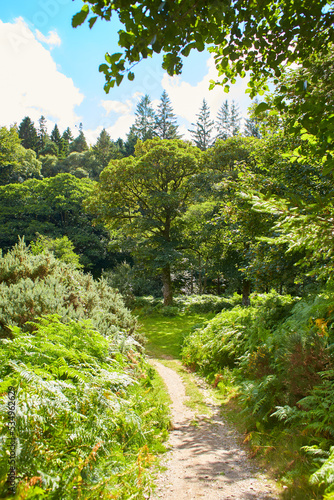 Majestic forest round water cascade of Powerscourt Waterfall  the highest waterfall in Ireland. Famous tourist attractions in co. Wicklow  Ireland.