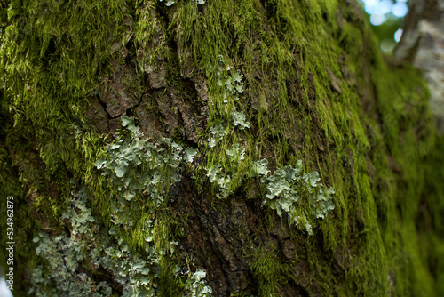 Foliose Lichen on fir branch photo