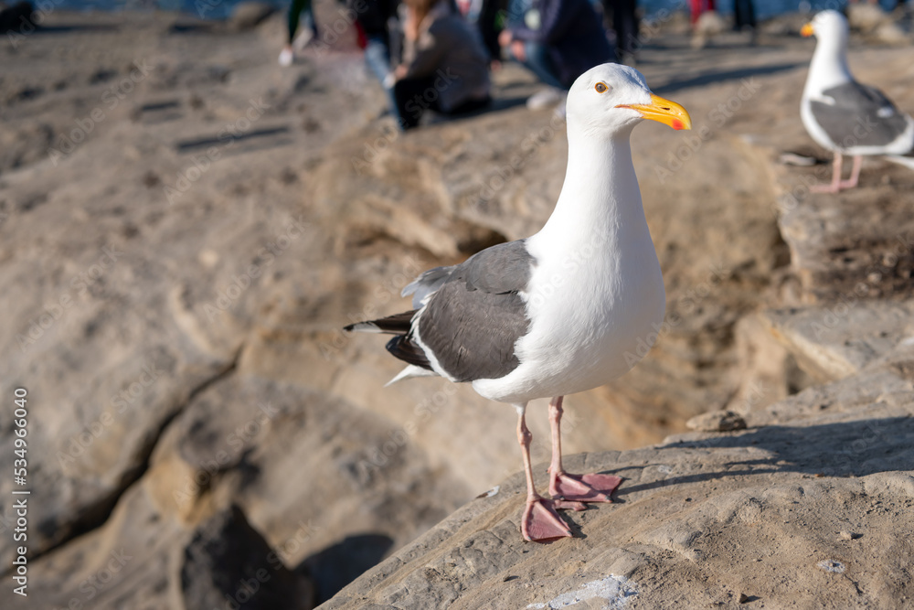 White-headed herring gull with heavy beak standing on rocks White-headed herring gull with heavy beak standing on rocks