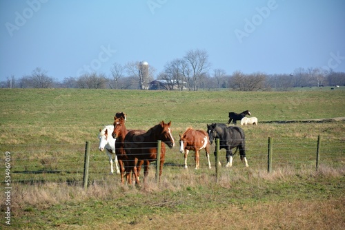horse riding in the field © Vito Natale NJ USA