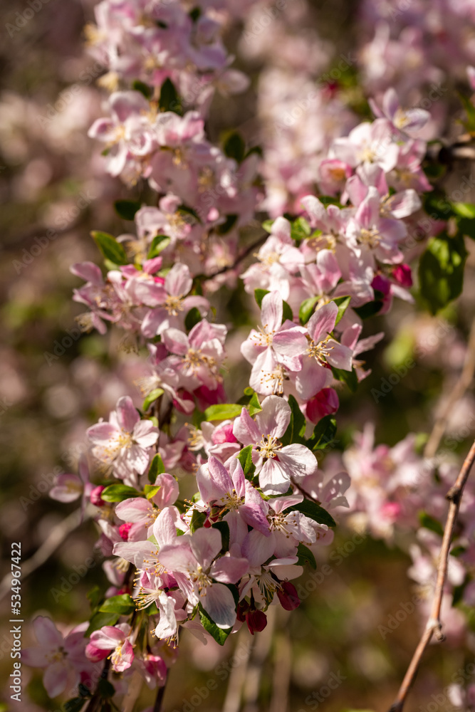 Pink Blooms Cover Branches Of Dogwood Tree Pink Blooms Cover Branches Of Dogwood Tree