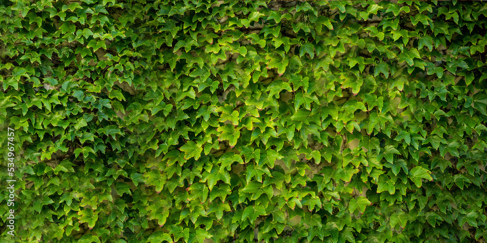 green leaves on wall texture concept green leaves on wall texture concept
