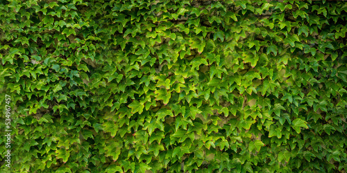 green leaves on wall texture concept 