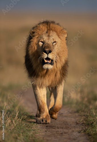 A royal walk of a Lion during morning hours in Savanah  Masai Mara  Kenya